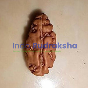 Rudraksha Mukhi 01