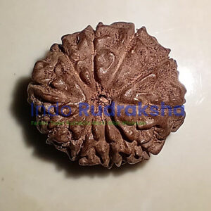 Rudraksha Mukhi 10