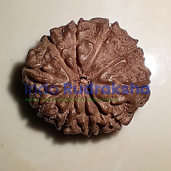 Rudraksha Mukhi 10