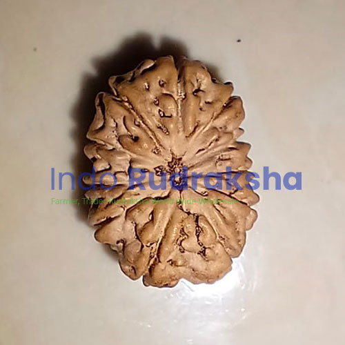11-MUKHI