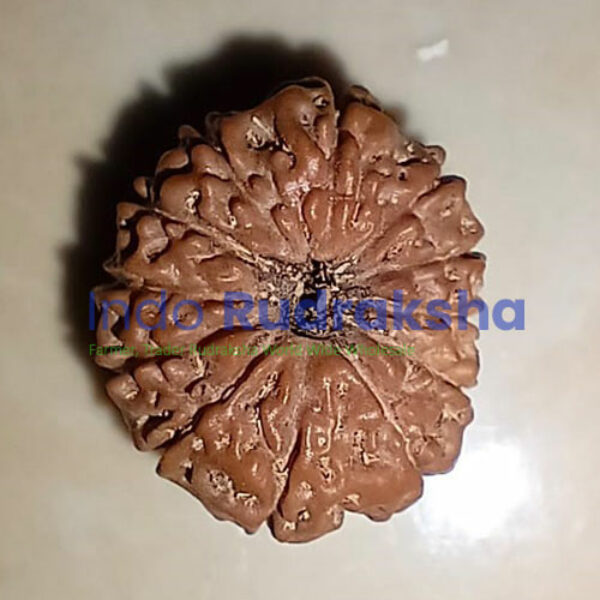 Rudraksha Mukhi 12