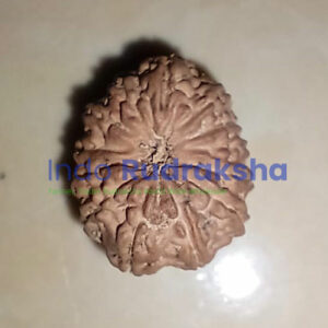 Rudraksha Mukhi 13