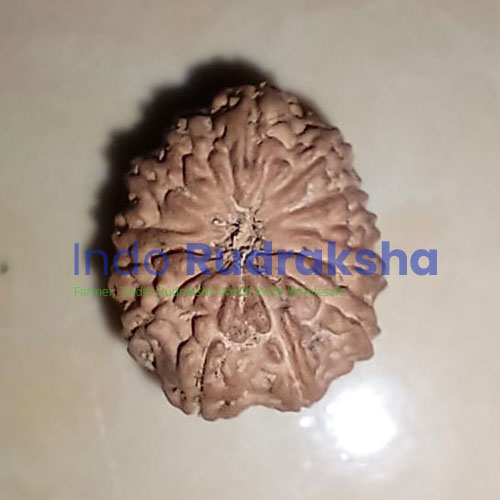 13-MUKHI