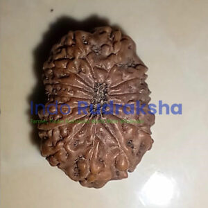 Rudraksha Mukhi 14