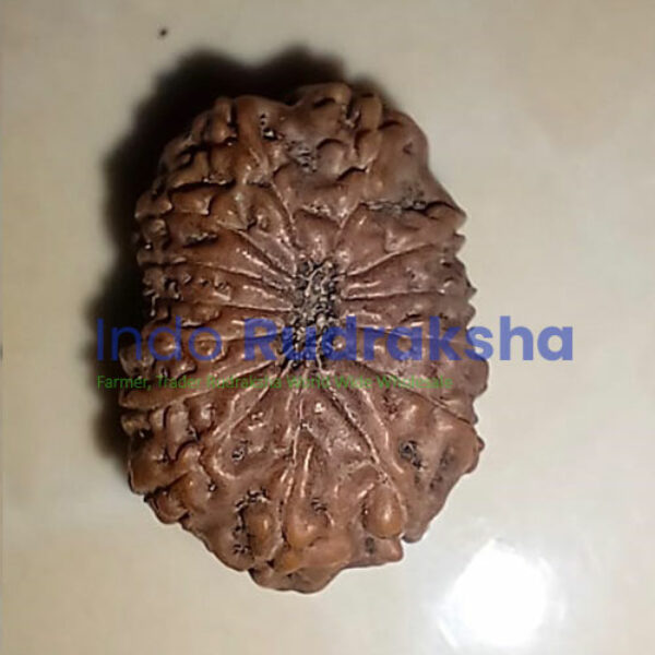 Rudraksha Mukhi 14