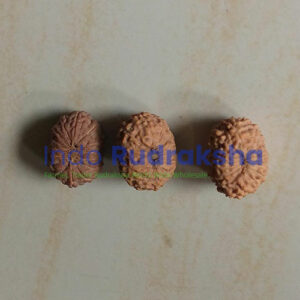 Rudraksha Mukhi 15