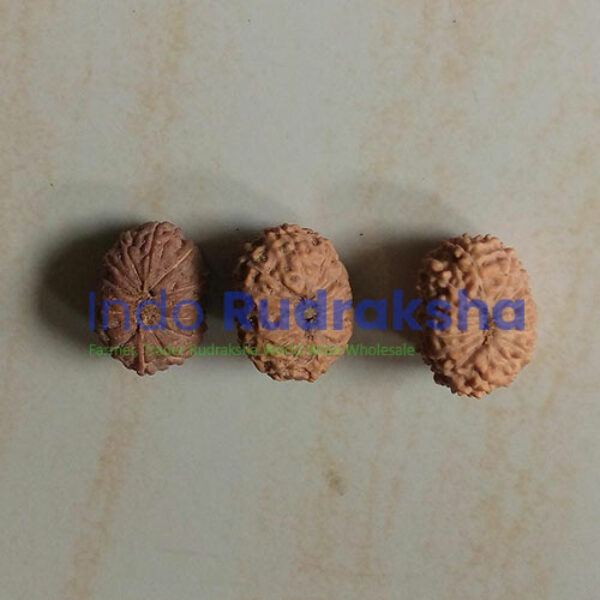 Rudraksha Mukhi 15