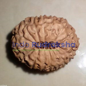 Rudraksha Mukhi 16
