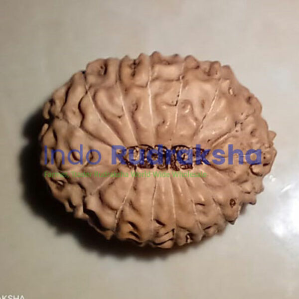 Rudraksha Mukhi 16