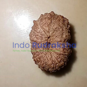 Rudraksha Mukhi 17
