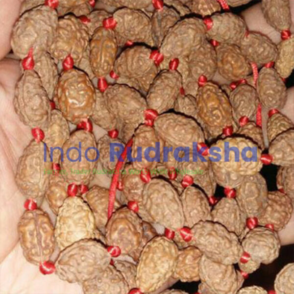 Mukhi 02 Mala