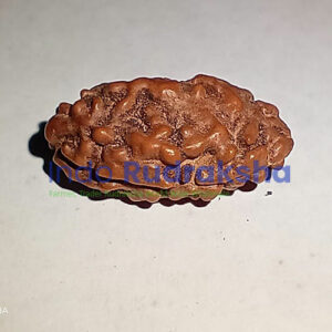 Rudraksha Mukhi 02