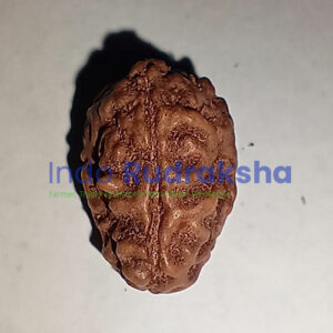 Rudraksha Mukhi 03