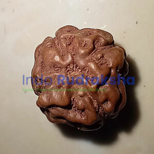 Rudraksha Mukhi 04