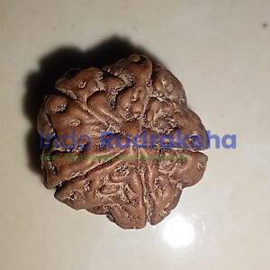 Rudraksha Mukhi 05