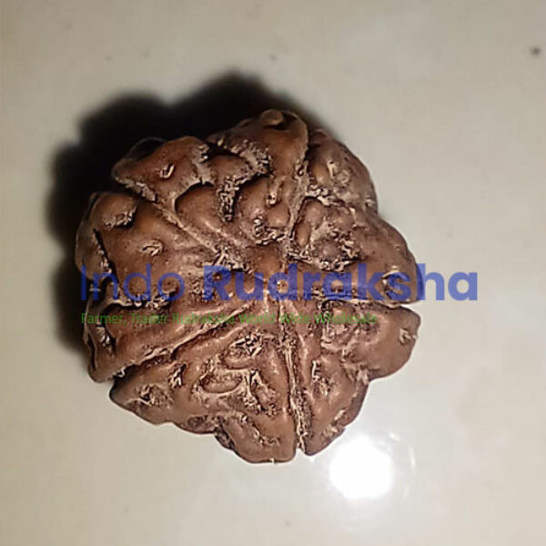 Rudraksha Mukhi 05