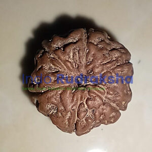 Rudraksha Mukhi 06