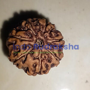 Rudraksha Mukhi 07