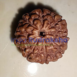 Rudraksha Mukhi 08