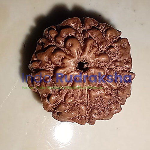 8-MUKHI