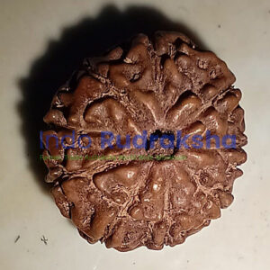 Rudraksha Mukhi 09
